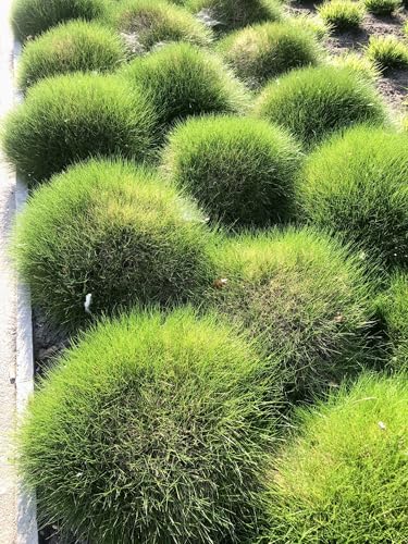 6 x Festuca Gautieri – Bärenfell-Schwingel im 9x9cm Topf 6 x Festuca Gautieri – Bärenfell-Schwingel im 9x9cm Topf von GRDplanten