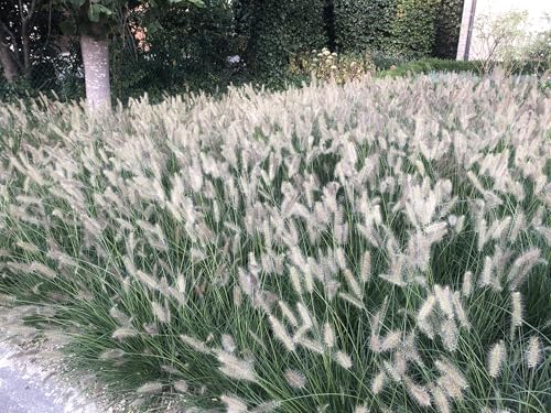 6 x Pennisetum Alopecuroides 'Hameln' - Niedriges Lampenputzergras - Topf 9cm x 9cm 6 x Pennisetum Alopecuroides 'Hameln' - Niedriges Lampenputzergras - Topf 9cm x 9cm von GRDplanten