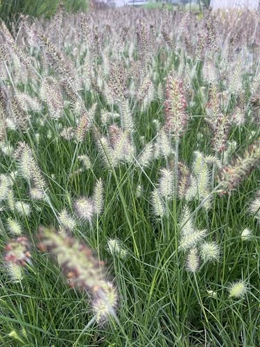 6 x Pennisetum alopecuroides ‘Little Bunny' – Zwerg Lampenputzergras Topf 9cm x 9cm 6 x Pennisetum alopecuroides ‘Little Bunny' – Zwerg Lampenputzergras Topf 9cm x 9cm von GRDplanten