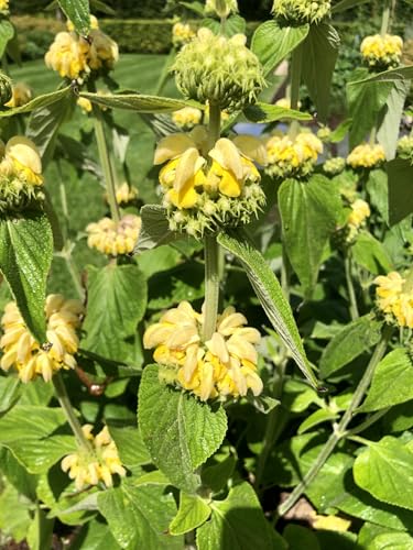 6 x Phlomis russeliana - Brandkraut im 9 x 9 topf 6 x Phlomis russeliana - Brandkraut im 9 x 9 topf von GRDplanten