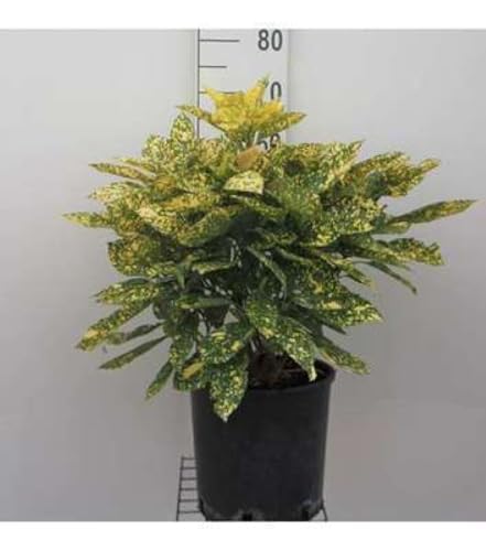 Aucuba jap. 'Rozannie' - Japanische Aucube 30-40 cm Container Aucuba jap. 'Rozannie' - Japanische Aucube 30-40 cm Container von GRDplanten
