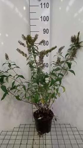 Buddleja dav. 'Reve de Papillon White'® - Schmetterlingsstrauch 40-60 cm Container von GRDplanten