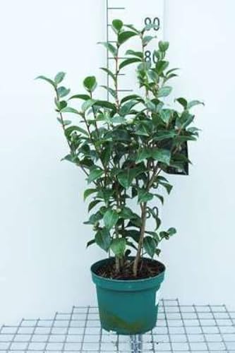 Camellia japonica rood-rouge - Camellia japonica rot 60-80 cm Container Camellia japonica rood-rouge - Camellia japonica rot 60-80 cm Container von GRDplanten