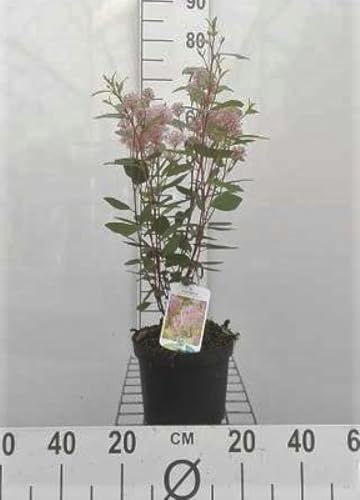 Ceanothus pall. 'Marie Simon' - Säckelblume 40-50 cm Container von GRDplanten