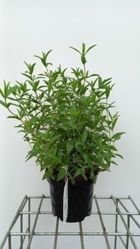Cistus dansereaui 'Decumbens' - Zistrose 20-25 cm Container Cistus dansereaui 'Decumbens' - Zistrose 20-25 cm Container von GRDplanten