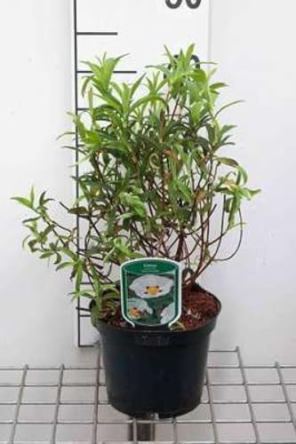 Cistus purp. 'Alan Fradd' - Zistrose Alan Fradd 20-25 cm Container von GRDplanten