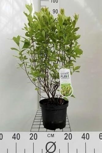 Clethra alnifolia - Zimterle Bot 30-40 cm Container Clethra alnifolia - Zimterle Bot 30-40 cm Container von GRDplanten