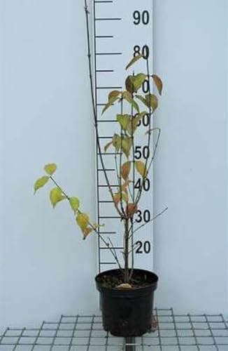 Cornus mas - Kornelkirsche Jolico 50-60 cm Container Cornus mas - Kornelkirsche Jolico 50-60 cm Container von GRDplanten