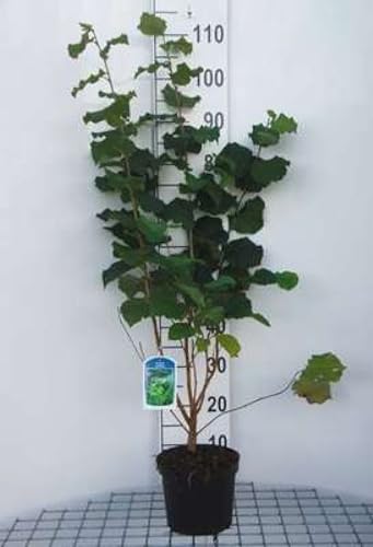 Corylus avellana - Gemeine Hasel - Haselnussstrauch 60-80 cm Container von GRDplanten