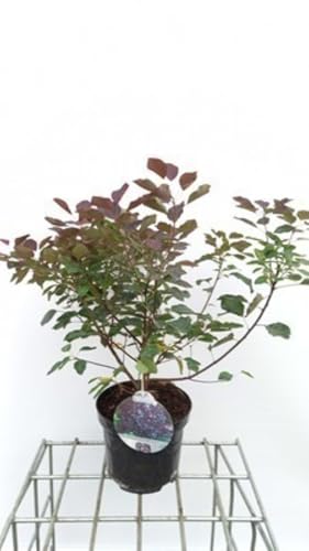 Cotinus cogg. 'Dusky Maiden'® - Perückenstrauch 40-50 cm Container von GRDplanten