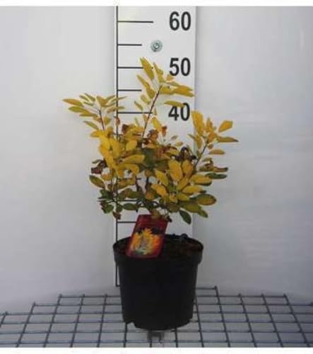 Cotinus cogg. 'Golden Lady' - Perückenstrauch 40-60 cm Container von GRDplanten