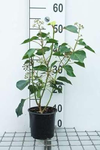 Hedera helix 'Arborescens' - Strauch-Efeu Arborescens 20-25 cm Container Hedera helix 'Arborescens' - Strauch-Efeu Arborescens 20-25 cm Container von GRDplanten