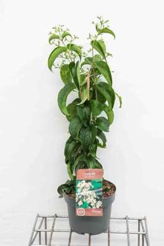 Heptacodium miconioides - Sieben Söhne Des Himmels Strauch 60-80 cm Container Heptacodium miconioides - Sieben Söhne Des Himmels Strauch 60-80 cm Container von GRDplanten