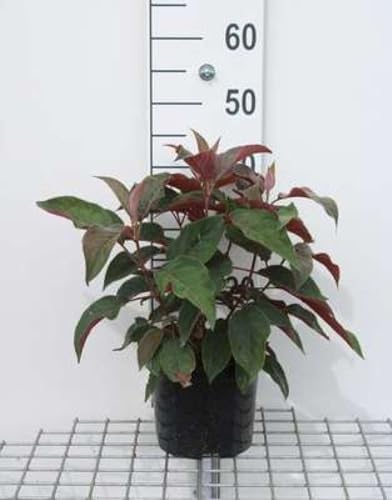 Hydrangea aspera 'Hot Chocolate'® - Fellhortensie 25-30 cm Container von GRDplanten