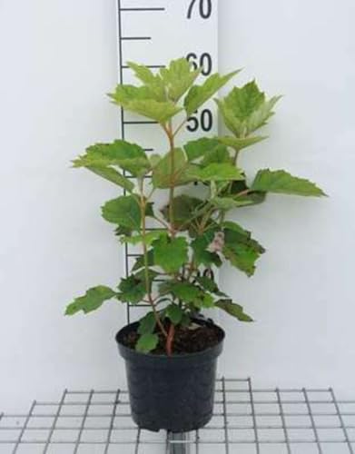 Hydrangea querc. 'Snow Queen'® ('flemygea'®) - Eichenblatthortensie 30-40 cm Container von GRDplanten
