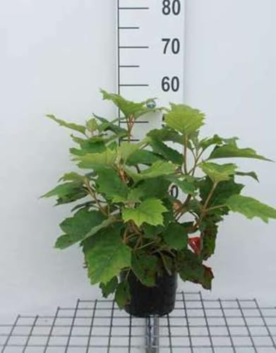Hydrangea querc. 'Snowflake' - Eichenblatthortensie 30-40 cm Container von GRDplanten