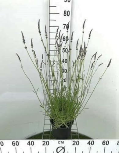 Lavandula int. 'Grosso' - Provence Lavendel Grosso - Container 3 liter Lavandula int. 'Grosso' - Provence Lavendel Grosso - Container 3 liter von GRDplanten