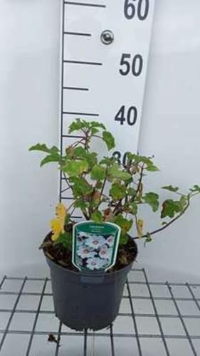 Lavatera hybr. 'Barnsley Baby'® - Buschmalve 25-30 cm - Container von GRDplanten