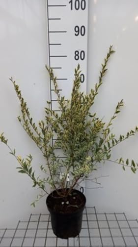 Ligustrum ibota 'Musli'® - Bewimperter Liguster Musli ® 20-30 cm - Container von GRDplanten
