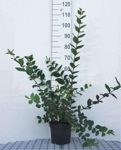 Lonicera fragrantissima - Winter-Heckenkirsche 40-50 cm - Container Lonicera fragrantissima - Winter-Heckenkirsche 40-50 cm - Container von GRDplanten