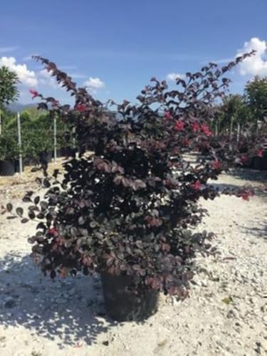 Loropetalum chin. 'Black Pearl' ® - Riemenblüte 40-50 cm - Container von GRDplanten