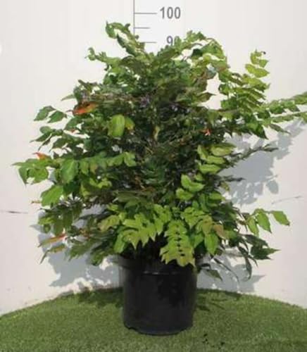 Mahonia japonica (bealei) - Mahonie 50-60 cm - Container von GRDplanten