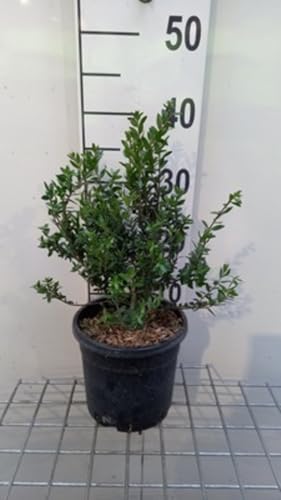 Myrtus communis - Echte Myrte 30-40 cm - Container von GRDplanten
