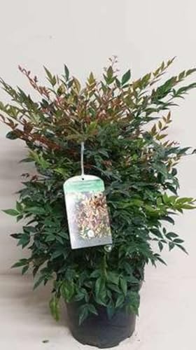 Nandina dom. 'Gulfstream' - Himmelsbambus 40-50 cm - Container von GRDplanten