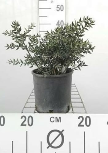 Ruscus aculeatus - Stechender Winterspargel 30-40 cm - Container von GRDplanten