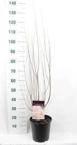 Tamarix tetrandra (africana) - Tamarikse 60-80 cm - Container von GRDplanten