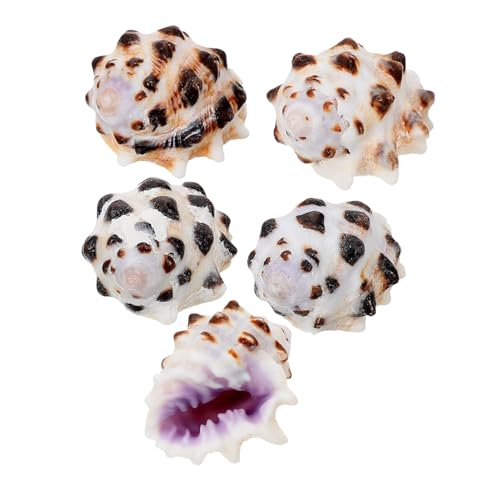 GREENADSCAPE 5 Stück Muschelschalen Ornamente, Für Den Schreibtisch, Muschelhandwerk, Muscheldekoration, DIY Muschel, Aquarium, Muscheldekor, Muschel, Schmücken, Natürliches von GREENADSCAPE