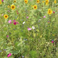 Greenfield - Wildblumenwiese Kräuterwiese ohne Gräser gf 895 1kg Blumensamen Kräutersamen von GREENFIELD