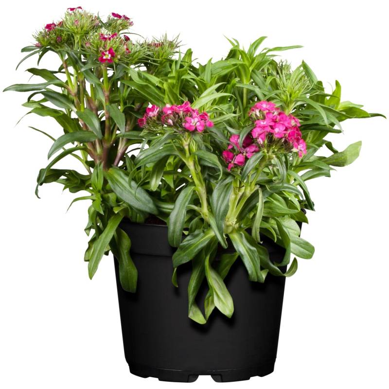 Bartnelke Rosa Topf-Ø ca. 13 cm Dianthus barbatus von GROW by OBI