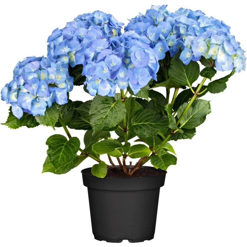 Bauernhortensie Blue Ballad Höhe ca. 30 - 40 cm Topf ca. 5 l Hydrangea von GROW by OBI