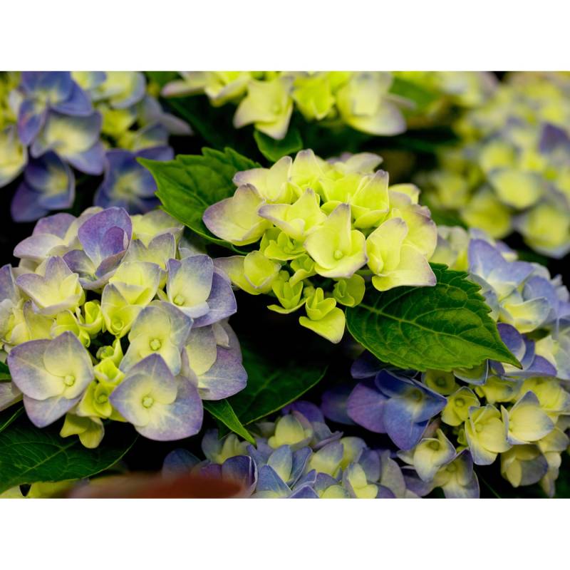 Bauernhortensie Blue Boogiewoogie Blau Höhe ca. 50 - 60 cm Topf ca. 5 l von GROW by OBI
