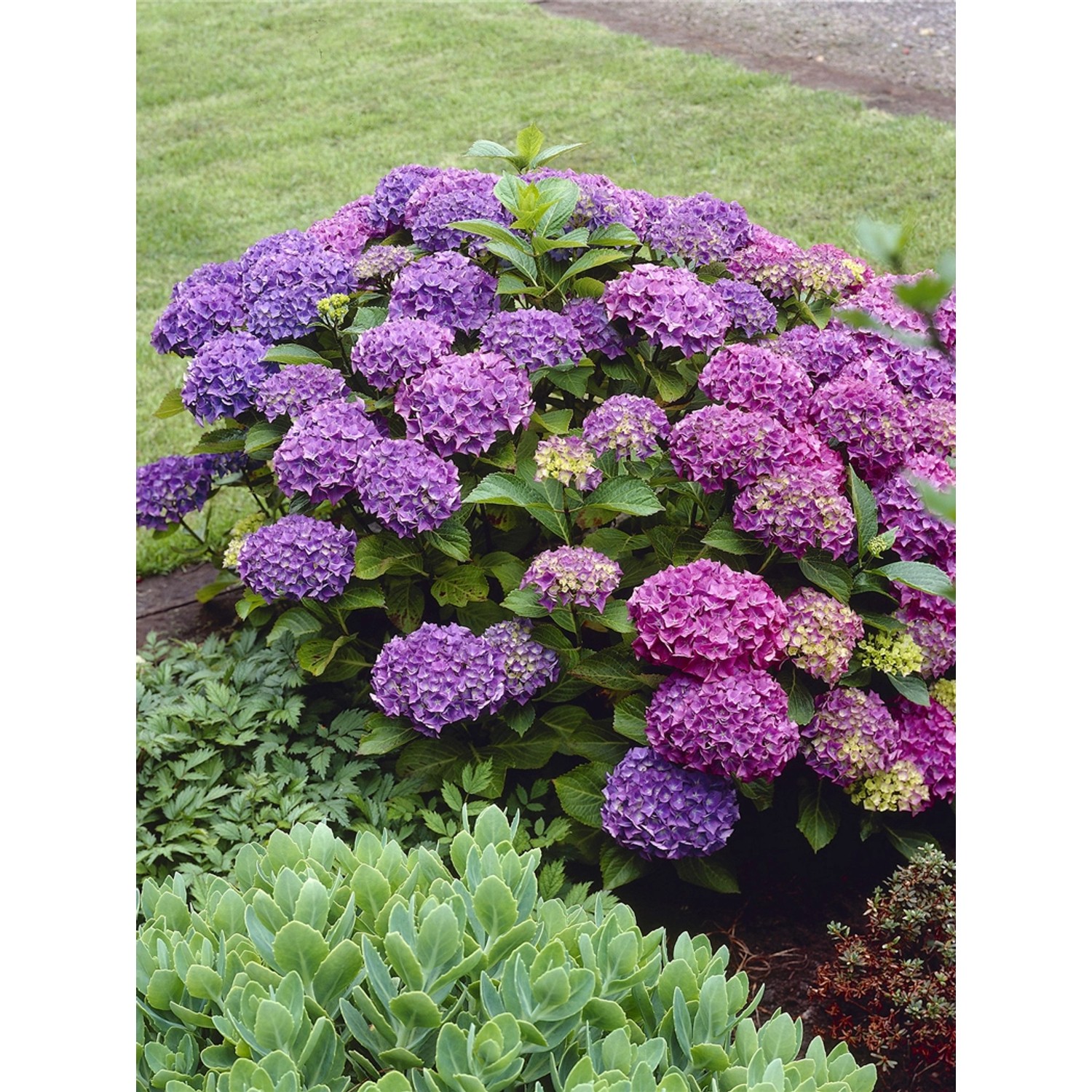 Bauernhortensie Deep Purple Dance Höhe ca. 50 - 60 cm Topf ca. 5 l Hydrangea Bauernhortensie Deep Purple Dance Höhe ca. 50 - 60 cm Topf ca. 5 l Hydrangea von GROW by OBI