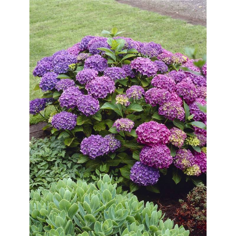 Bauernhortensie Deep Purple Dance Höhe ca. 50 - 60 cm Topf ca. 5 l Hydrangea von GROW by OBI