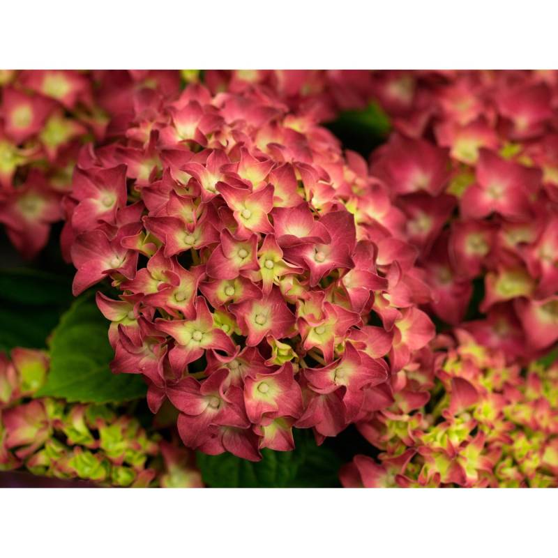 Bauernhortensie Red Reggae Rot Höhe ca. 50 - 60 cm Topf ca. 5 l Hydrangea von GROW by OBI