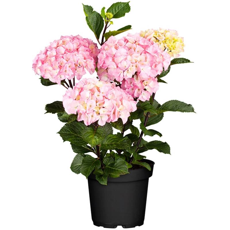 Bauernhortensie Soft Pink Salsa Rosa Höhe ca. 30 - 40 cm Topf ca. 5 l von GROW by OBI
