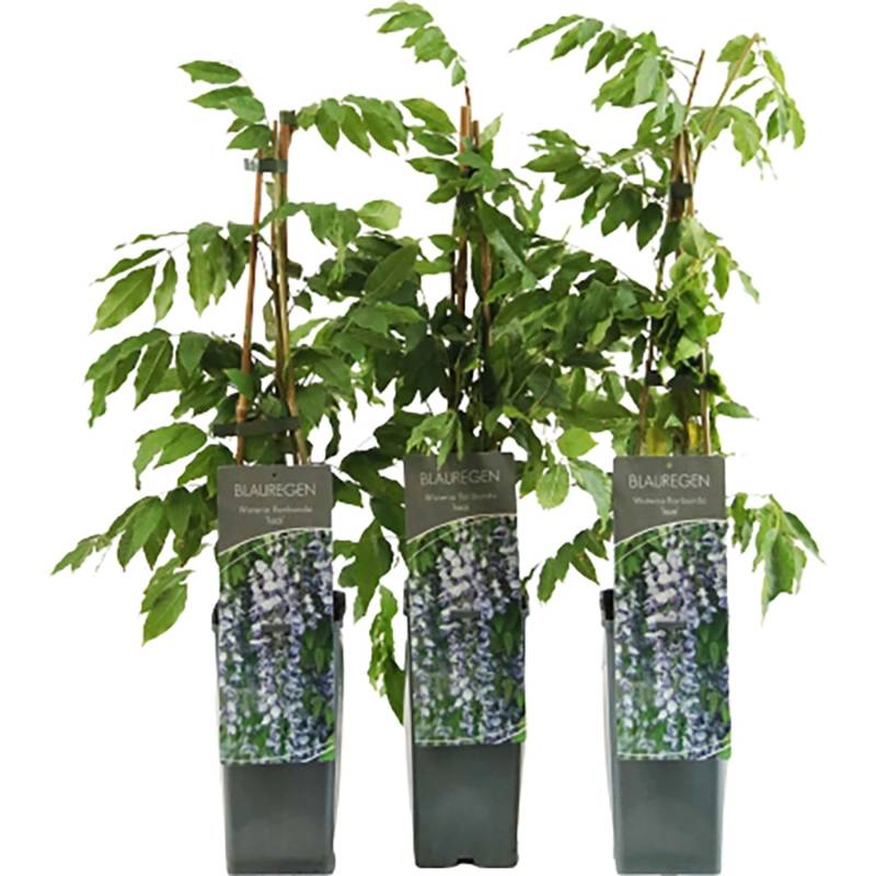 Blauregen Issai Höhe ca. 40 - 60 cm Topf ca. 2 l Wisteria floribunda von GROW by OBI