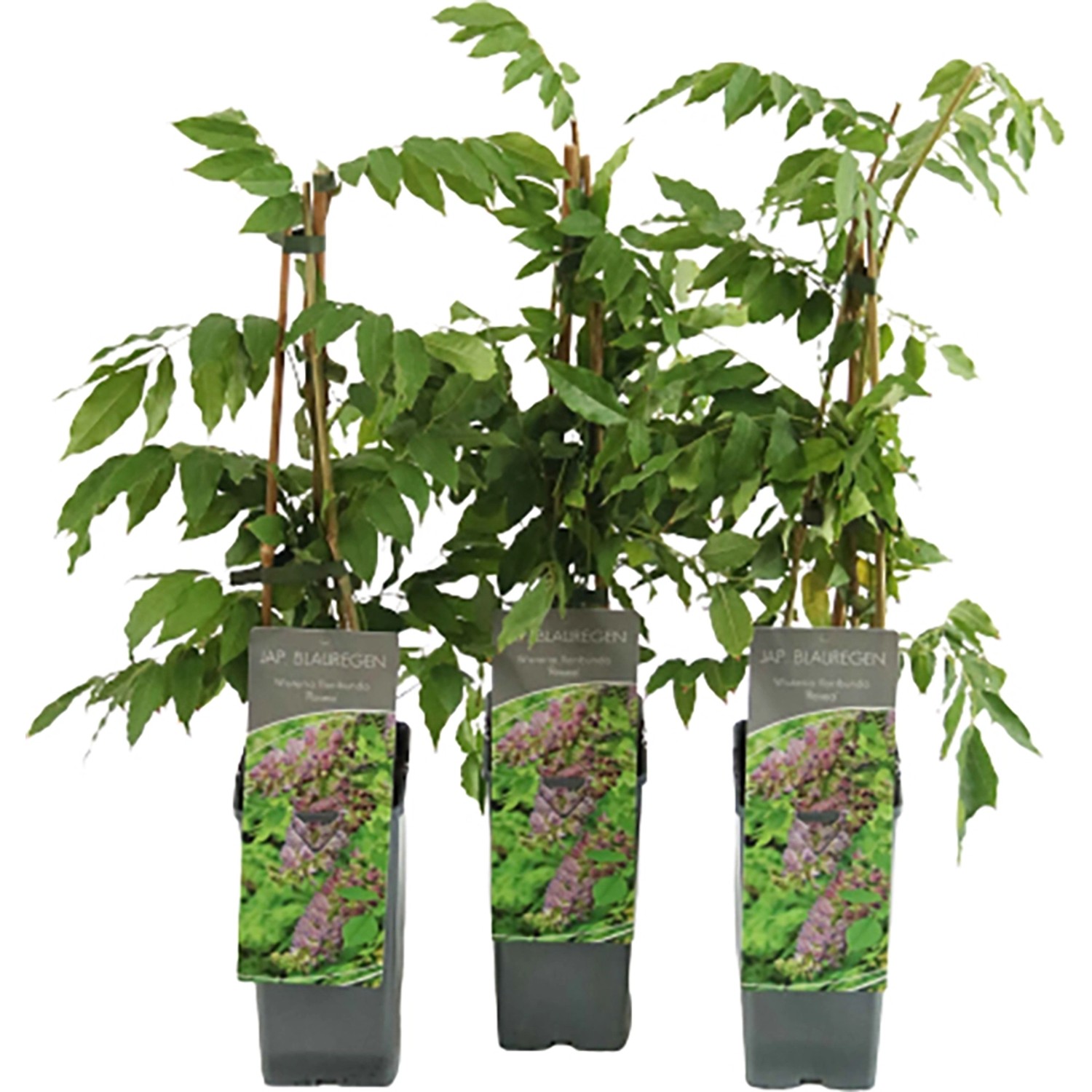 Blauregen Rosea Höhe ca. 40 - 60 cm Topf ca. 2 l Wisteria floribunda Blauregen Rosea Höhe ca. 40 - 60 cm Topf ca. 2 l Wisteria floribunda von GROW by OBI