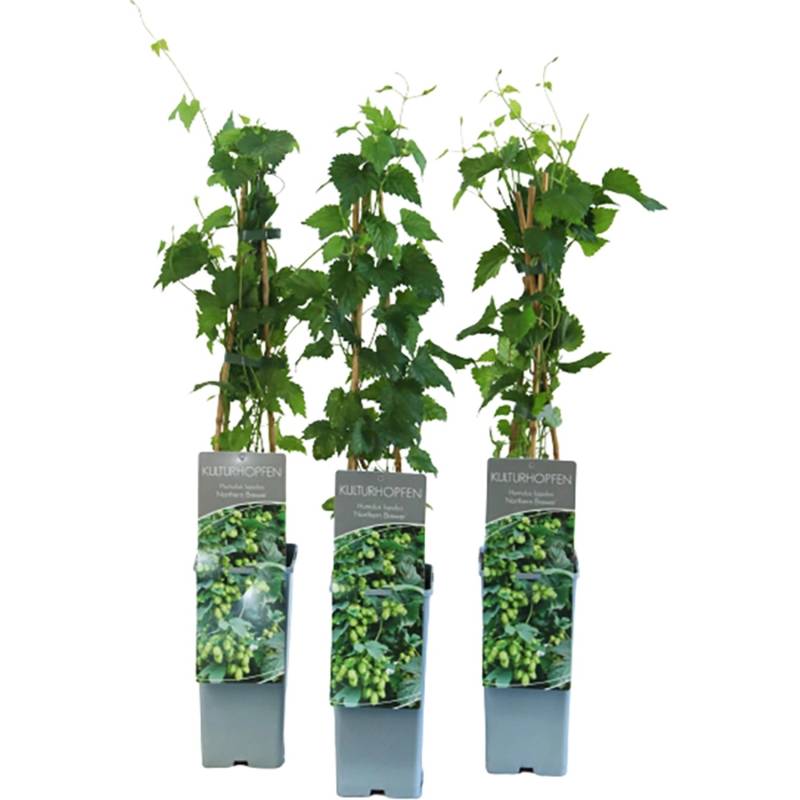 Echter Hopfen Northern Brew Höhe ca. 40 - 60 cm Topf ca. 2 l Humulus lupulus von GROW by OBI