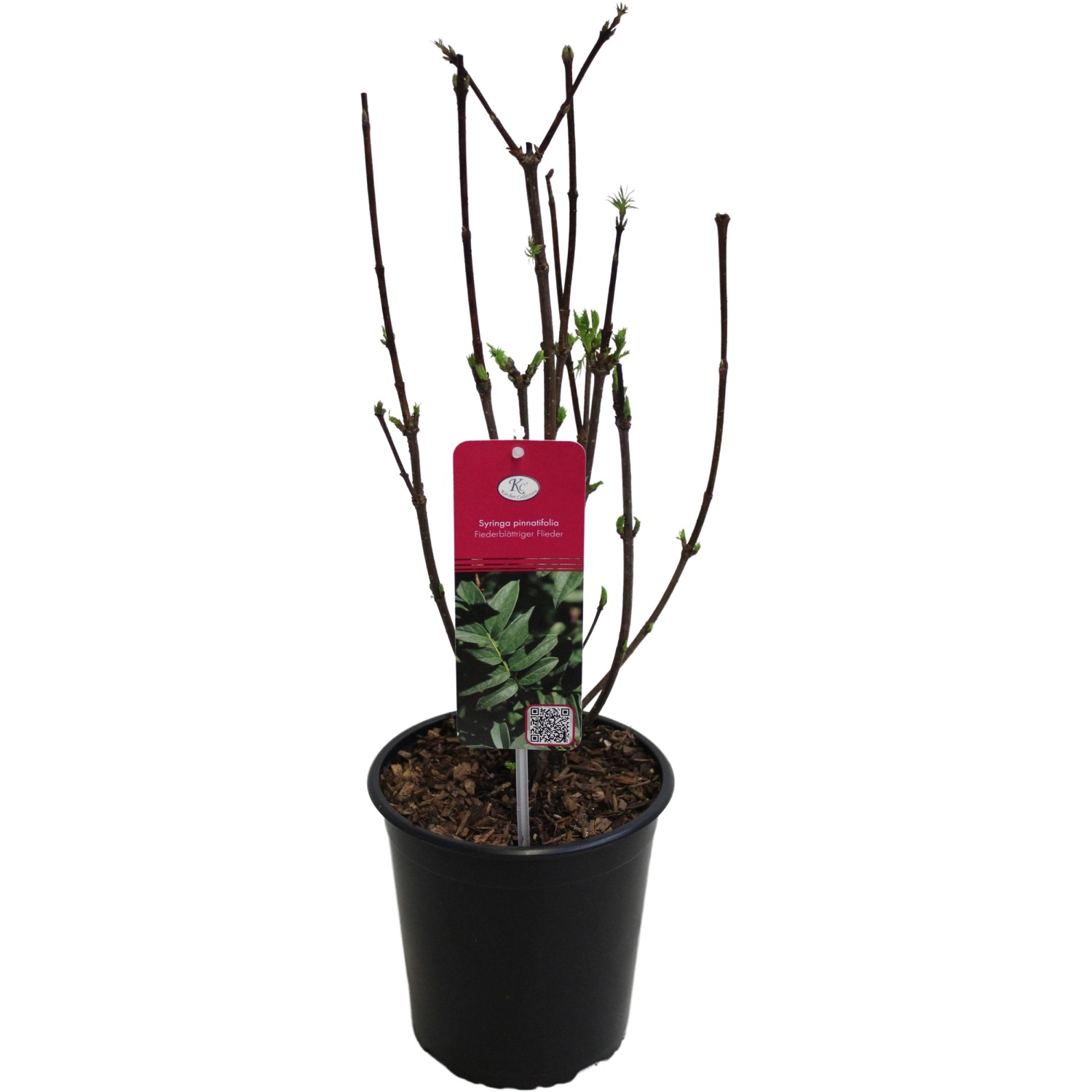 Fiederblättriger Flieder Höhe ca. 40 - 60 cm Topf ca. 3,5 l Syringa pinnatifolia Fiederblättriger Flieder Höhe ca. 40 - 60 cm Topf ca. 3,5 l Syringa pinnatifolia von GROW by OBI