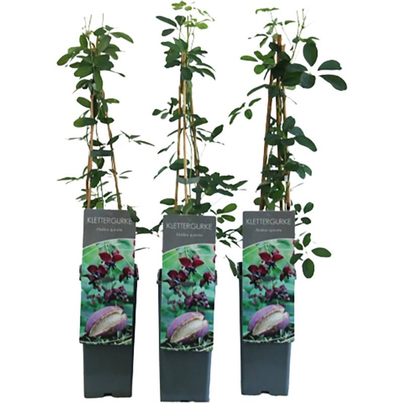 Fingerblättrige Akebie Höhe ca. 40 - 60 cm Topf ca. 2 l Akebia quinata von GROW by OBI