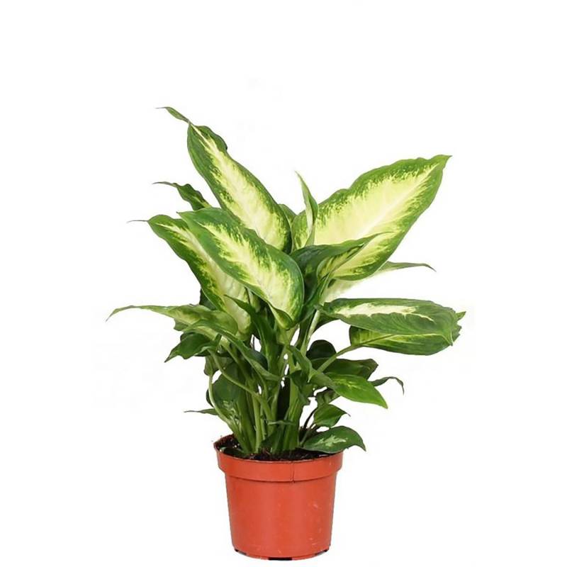 GROW Dieffenbachie Camilla Höhe ca. 35cm Topf-Ø 12 cm Dieffenbachia maculata GROW Dieffenbachie Camilla Höhe ca. 35cm Topf-Ø 12 cm Dieffenbachia maculata von GROW by OBI