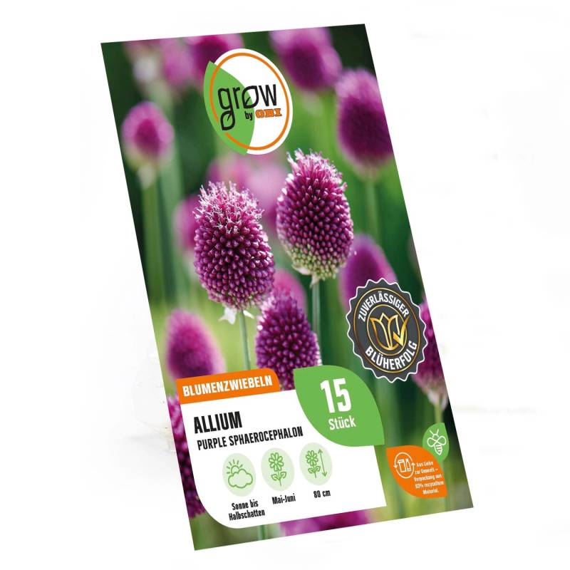 GROW by OBI Allium sphaerocephalon Purple 15 Stück von GROW by OBI