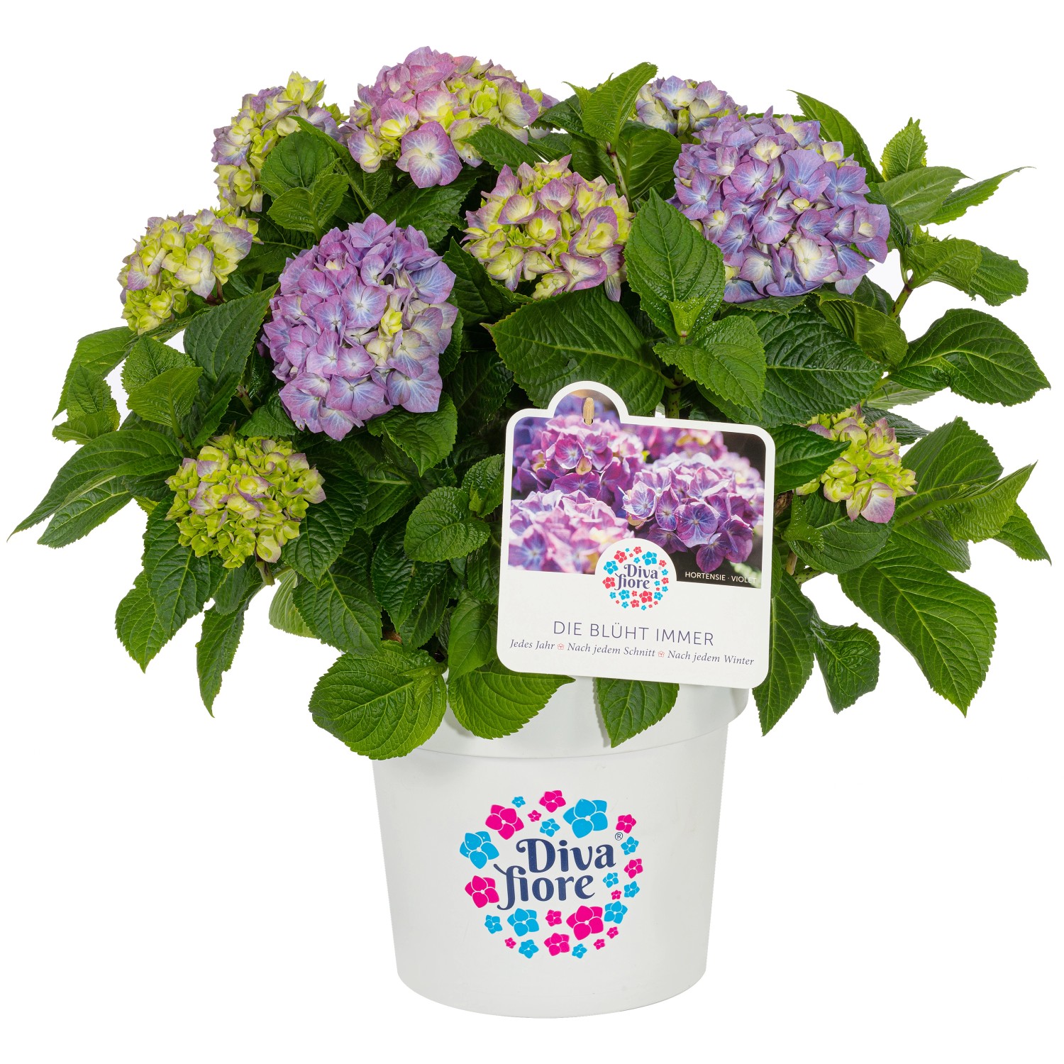 GROW by OBI Bauernhortensie Diva Fiore Violett ca. 30 cm - 40 cm GROW by OBI Bauernhortensie Diva Fiore Violett ca. 30 cm - 40 cm von GROW by OBI