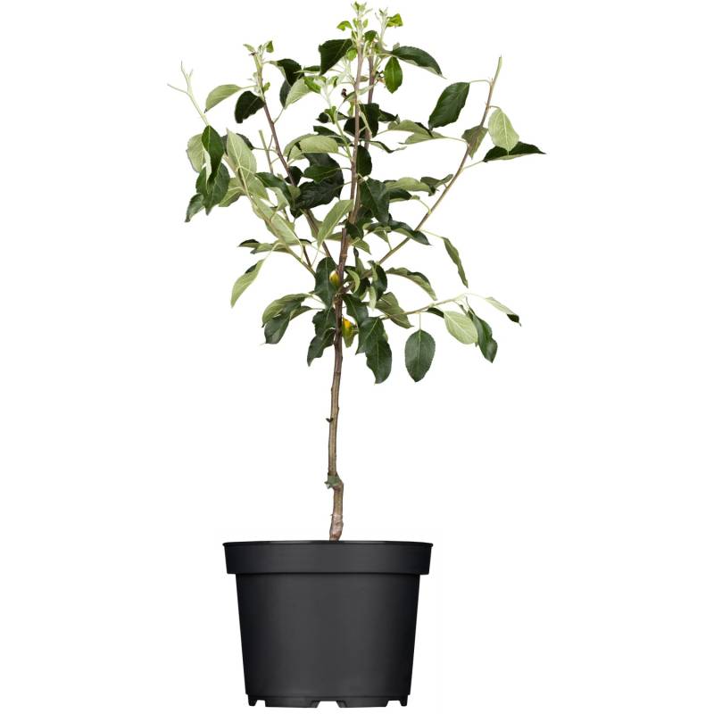 GROW by OBI Bio Apfel Goldparmäne Gelbrot Höhe ca. 120 - 140 cm Topf ca. 7 l von GROW by OBI