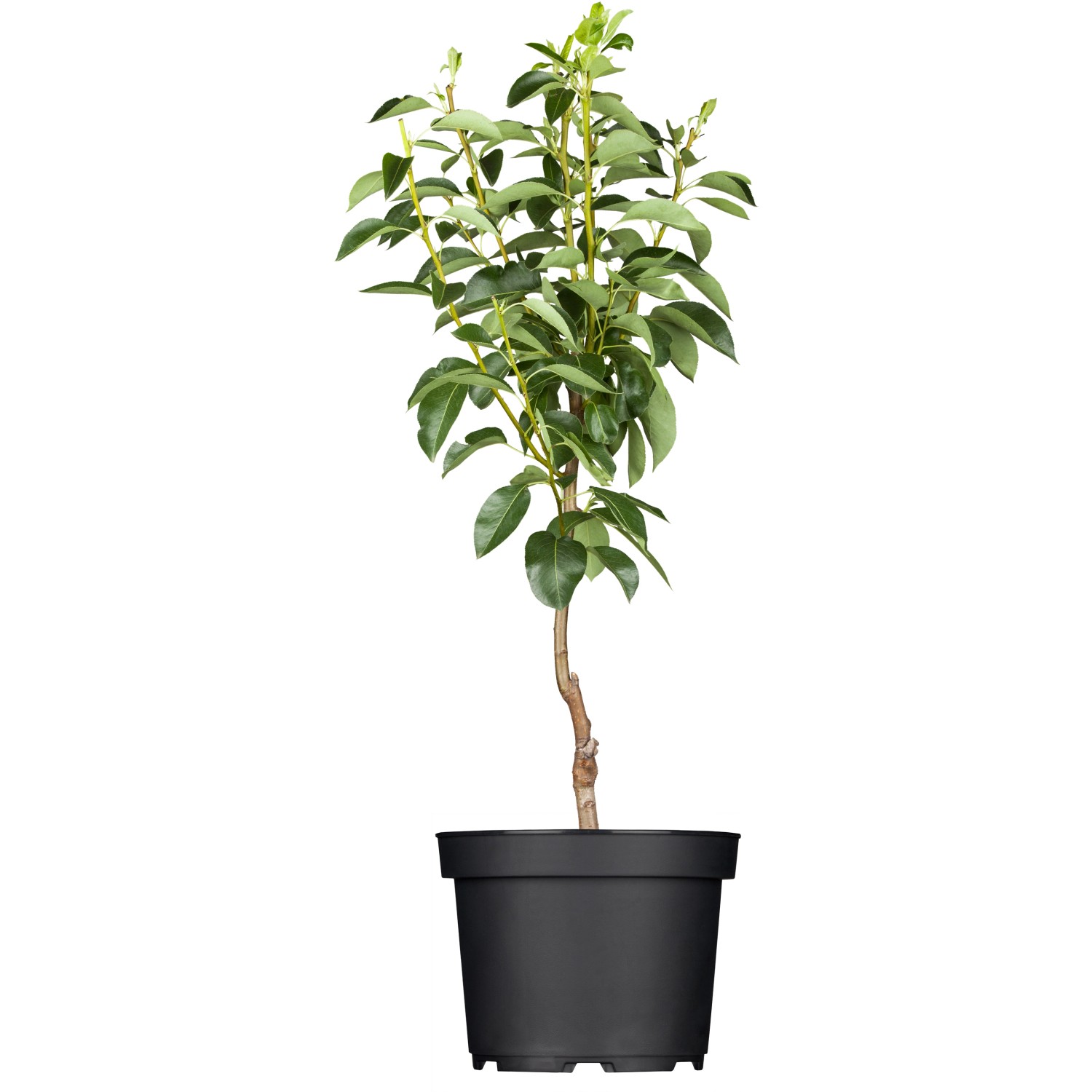 GROW by OBI Bio Birne Gellerts Butterbirne Grün-Gelb ca. 120-140 cm Topf 7 l von GROW by OBI