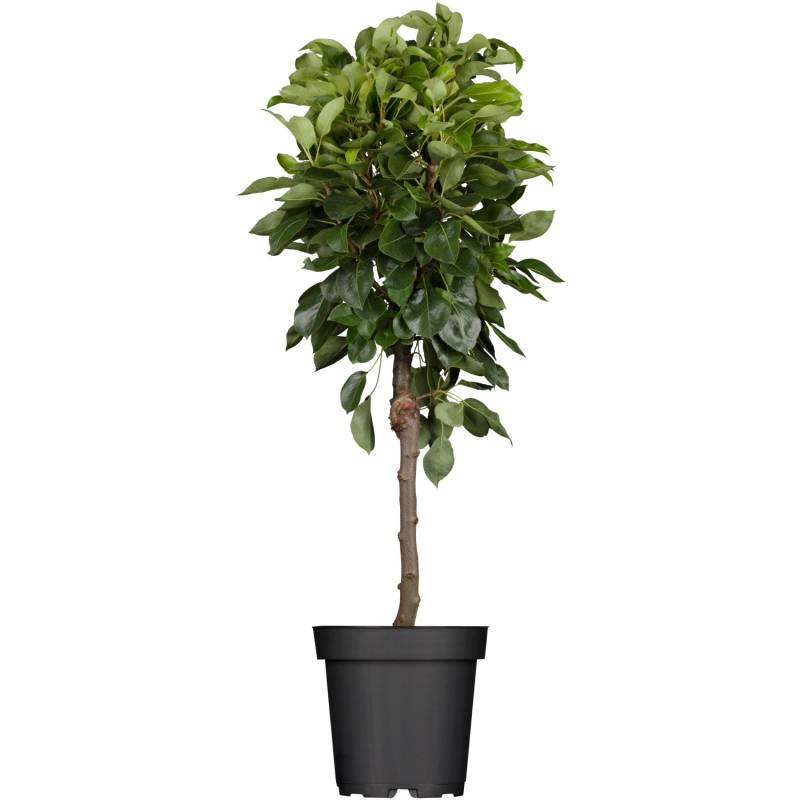 GROW by OBI Bio Birne Gute Luise Gelb-Grün Höhe ca. 120 - 140 cm Topf ca. 7 l von GROW by OBI